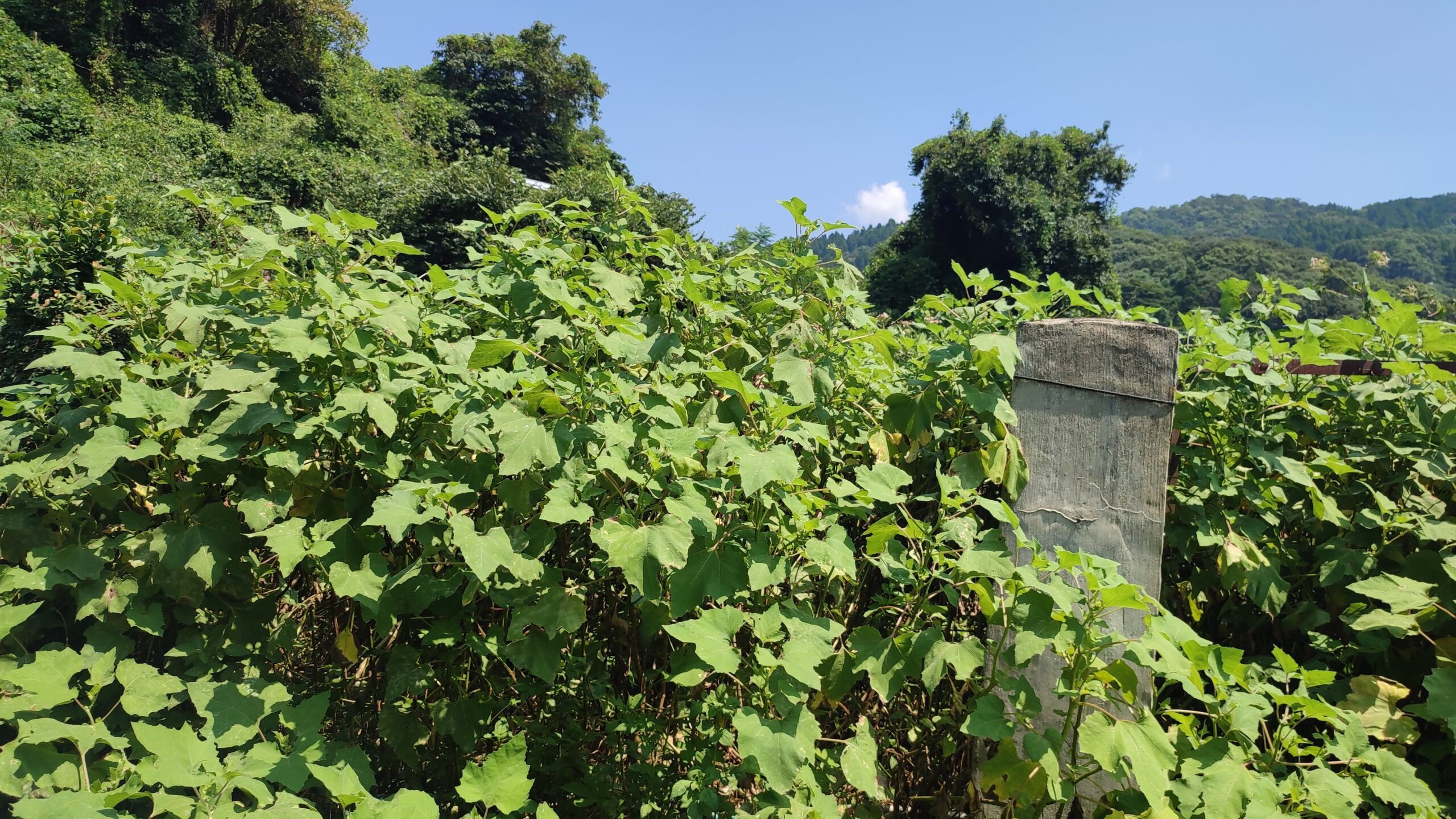 鶴木山（つるぎやま）分校跡 [芦北町] のデータ