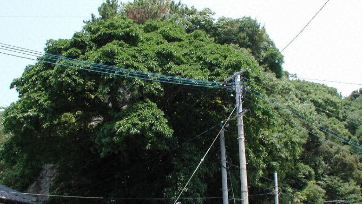 高串アコウ自生北限地帯